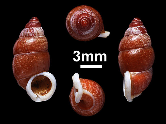 image of Tortulosa hartleyi (b)